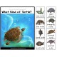 Adapted Books for Special Education SCIENCE | Learn About TURTLES